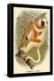 Coquerel's Sifaka-G.r. Waterhouse-Framed Stretched Canvas