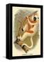 Coquerel's Sifaka-G.r. Waterhouse-Framed Stretched Canvas