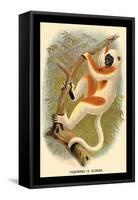 Coquerel's Sifaka-G.r. Waterhouse-Framed Stretched Canvas