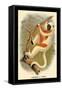 Coquerel's Sifaka-G.r. Waterhouse-Framed Stretched Canvas