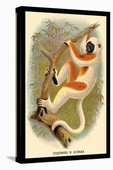 Coquerel's Sifaka-G.r. Waterhouse-Stretched Canvas