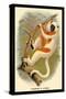 Coquerel's Sifaka-G.r. Waterhouse-Stretched Canvas