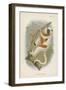 Coquerel's Sifaka-null-Framed Giclee Print