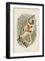 Coquerel's Sifaka-null-Framed Giclee Print