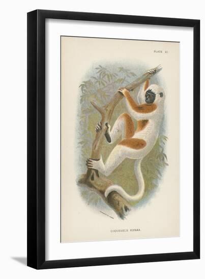 Coquerel's Sifaka-null-Framed Giclee Print