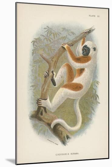 Coquerel's Sifaka-null-Mounted Giclee Print