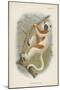 Coquerel's Sifaka-null-Mounted Giclee Print