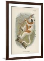 Coquerel's Sifaka-null-Framed Giclee Print