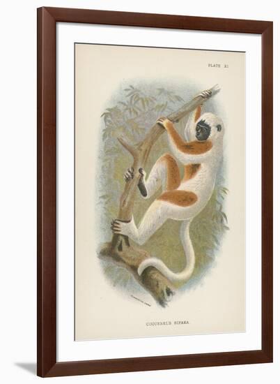 Coquerel's Sifaka-null-Framed Giclee Print