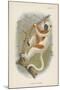 Coquerel's Sifaka-null-Mounted Giclee Print