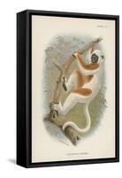 Coquerel's Sifaka-null-Framed Stretched Canvas