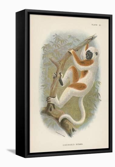 Coquerel's Sifaka-null-Framed Stretched Canvas