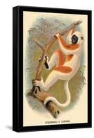 Coquerel's Sifaka-G.r. Waterhouse-Framed Stretched Canvas
