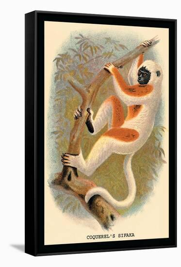 Coquerel's Sifaka-G.r. Waterhouse-Framed Stretched Canvas