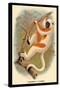 Coquerel's Sifaka-G.r. Waterhouse-Stretched Canvas