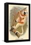 Coquerel's Sifaka-G.r. Waterhouse-Framed Stretched Canvas