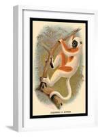 Coquerel's Sifaka-G.r. Waterhouse-Framed Art Print