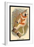 Coquerel's Sifaka-G.r. Waterhouse-Framed Art Print