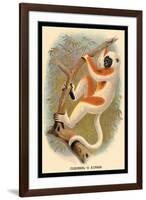 Coquerel's Sifaka-G.r. Waterhouse-Framed Art Print