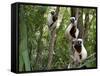 Coquerel's Sifakas, (Propithecus Coquereli), Madagascar-Andres Morya Hinojosa-Framed Stretched Canvas