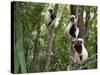 Coquerel's Sifakas, (Propithecus Coquereli), Madagascar-Andres Morya Hinojosa-Stretched Canvas