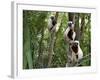 Coquerel's Sifakas, (Propithecus Coquereli), Madagascar-Andres Morya Hinojosa-Framed Photographic Print