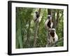 Coquerel's Sifakas, (Propithecus Coquereli), Madagascar-Andres Morya Hinojosa-Framed Photographic Print