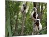 Coquerel's Sifakas, (Propithecus Coquereli), Madagascar-Andres Morya Hinojosa-Mounted Photographic Print