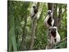 Coquerel's Sifakas, (Propithecus Coquereli), Madagascar-Andres Morya Hinojosa-Stretched Canvas