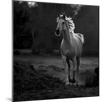 Coquetry-Abdullah Al-Saeed-Mounted Photographic Print