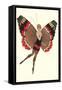 Coquette Lady as Butterfly-null-Framed Stretched Canvas