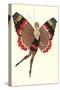 Coquette Lady as Butterfly-null-Stretched Canvas
