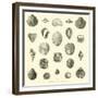 Coquillages Fossiles Trouves Dans Le Bassin De La Seine-null-Framed Giclee Print