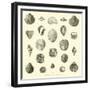 Coquillages Fossiles Trouves Dans Le Bassin De La Seine-null-Framed Giclee Print