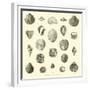 Coquillages Fossiles Trouves Dans Le Bassin De La Seine-null-Framed Giclee Print