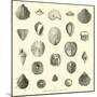 Coquillages Fossiles Trouves Dans Le Bassin De La Seine-null-Mounted Giclee Print