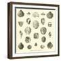 Coquillages Fossiles Trouves Dans Le Bassin De La Seine-null-Framed Giclee Print