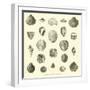 Coquillages Fossiles Trouves Dans Le Bassin De La Seine-null-Framed Giclee Print