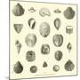 Coquillages Fossiles Trouves Dans Le Bassin De La Seine-null-Mounted Giclee Print