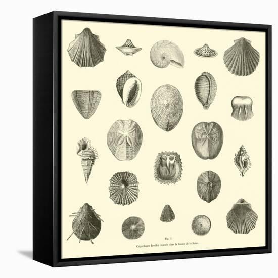 Coquillages Fossiles Trouves Dans Le Bassin De La Seine-null-Framed Stretched Canvas