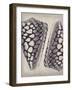 Coquille I-Maria Mendez-Framed Giclee Print