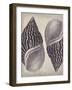 Coquille II-Maria Mendez-Framed Giclee Print