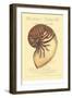 Coquilles De Mer I-Vision Studio-Framed Art Print