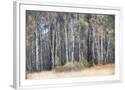 Chelsea White