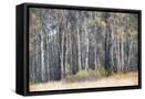 Canvas Black