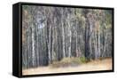 Canvas Black