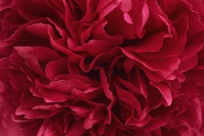 Carmine Red Peony Flower