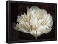 Essential Black