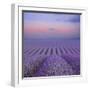 White Frame