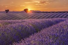 Lavender Field at Sunset-Cora Niele-Giclee Print